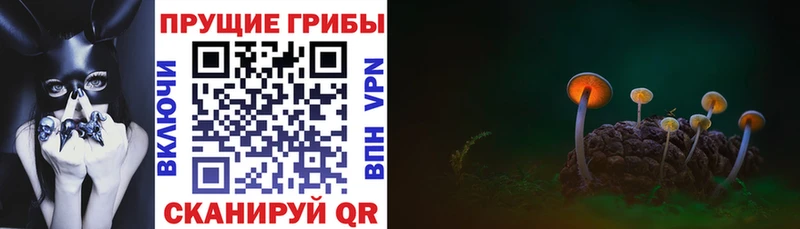 наркотики это как зайти Псилоцибиновые грибы мицелий Калачинск